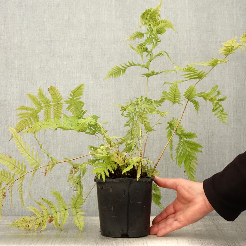 Example of Dryopteris lepidopoda - Zonsondergangvaren Pot van 2 l/3 l as you get in printemps
