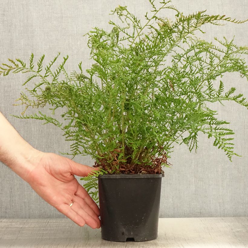 Exemplaar van Dryopteris filix-mas Linearis Polydactyla - Mannetjesvaren Pot van 2 l/3 l zoals geleverd in de lente