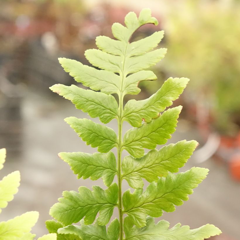 Dryopteris ludoviciana - Niervaren (Blad)