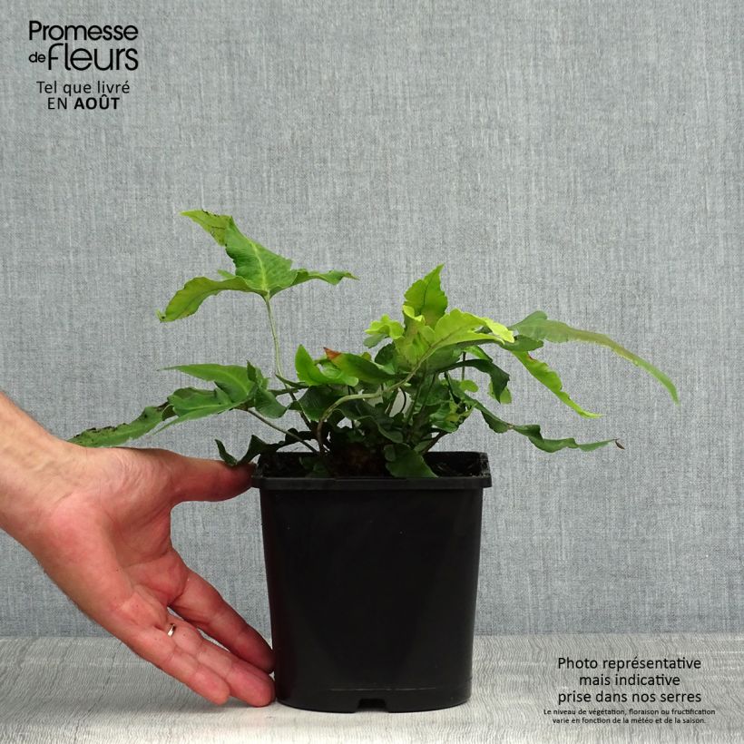 Exemplaar van Dryopteris sieboldii - Sieboldvaren Pot van 2 l/3 l zoals geleverd in de zomer