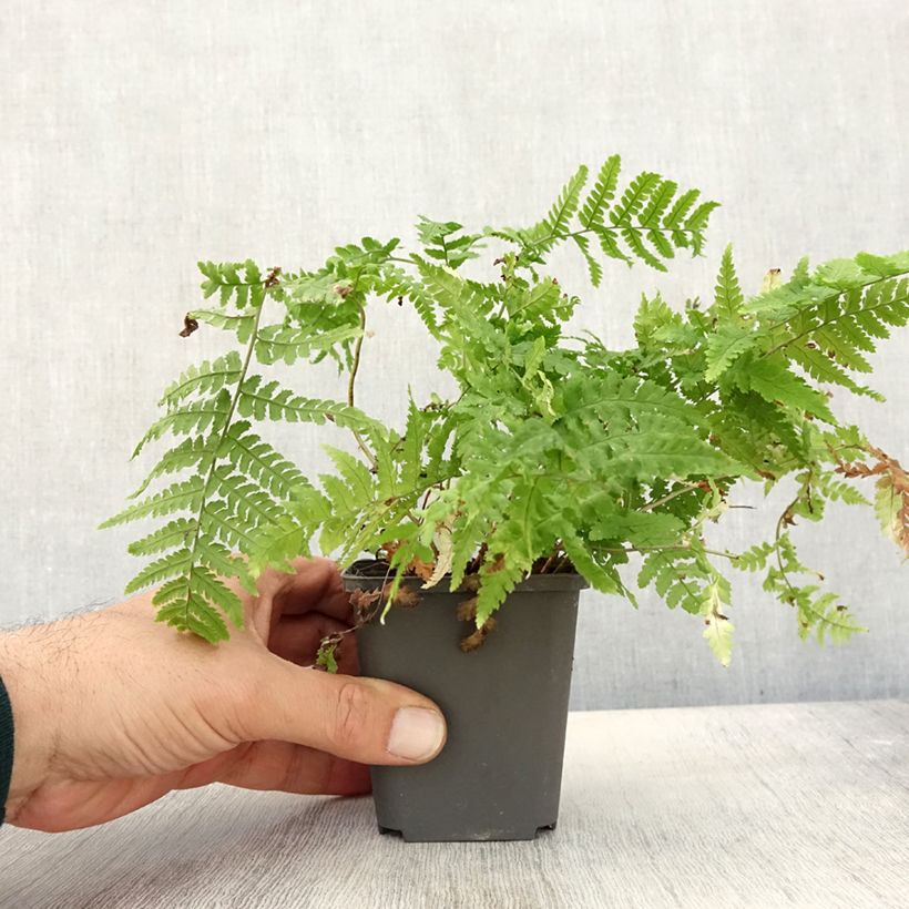 Exemplaar van Dryopteris stewartii - Niervaren Kweekpotje van 8/9 cm zoals geleverd in de herfst