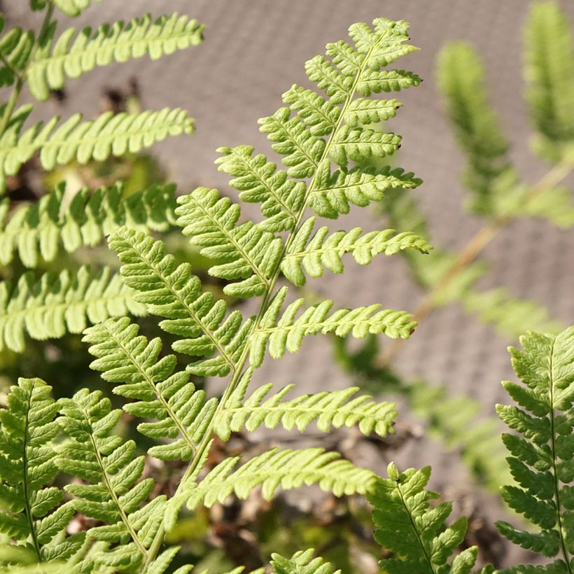 Dryopteris stewartii - Niervaren (Blad)