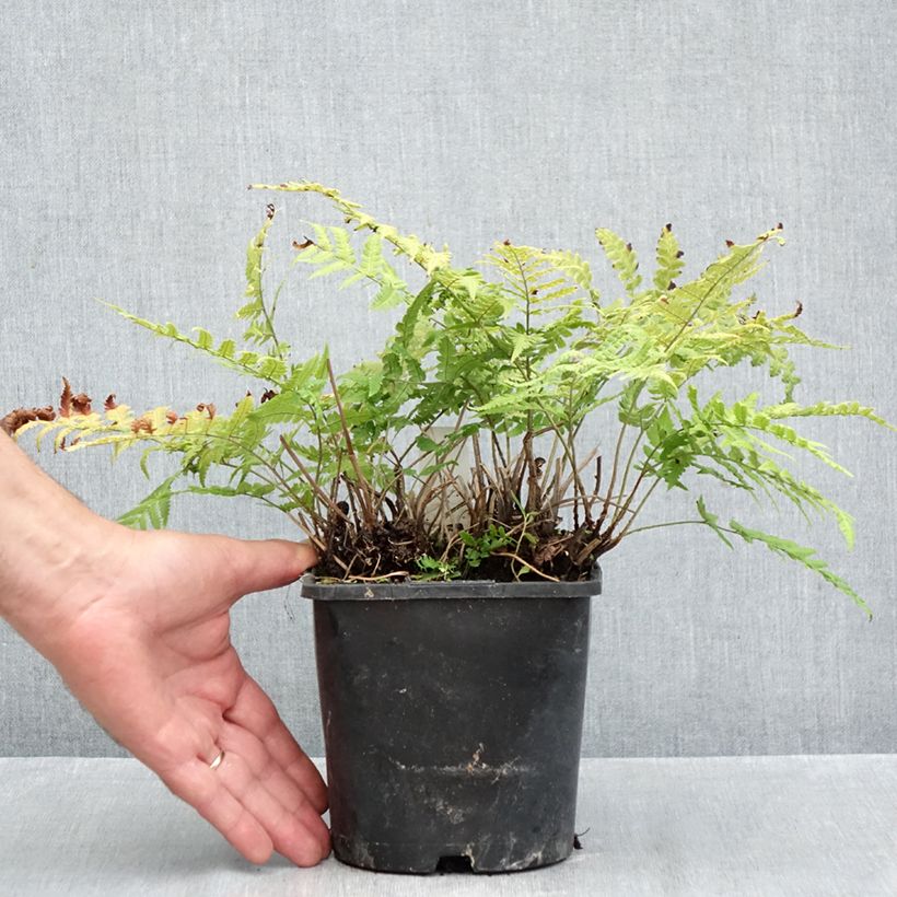Exemplaar van Dryopteris stewartii - Niervaren Pot van 2 l/3 l zoals geleverd in de herfst