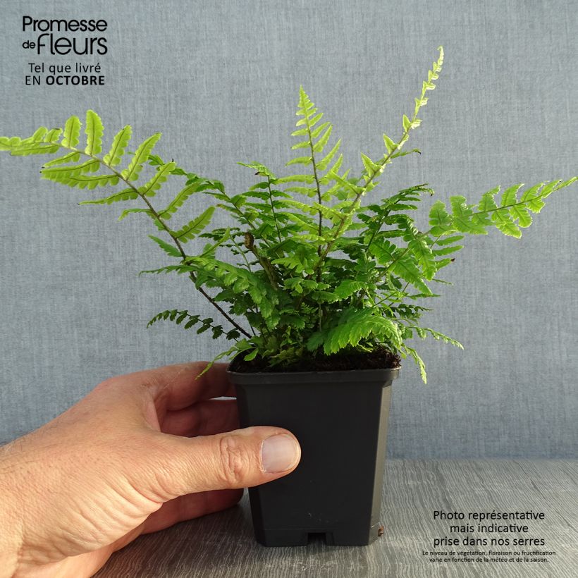 Exemplaar van Dryopteris wallichiana - Zwarte schubvaren Kweekpotje van 8/9 cm zoals geleverd in de herfst