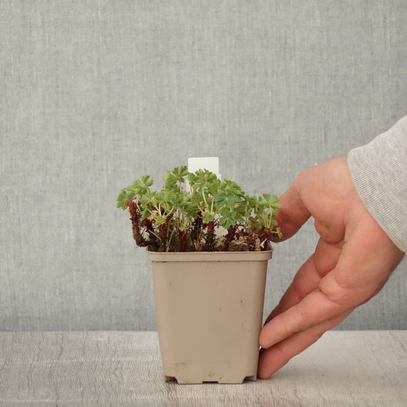 Exemplaar van Geranium cantabrigiense Abpp Crystal Rose - Ooievaarsbek roze Kweekpotje van 8/9 cm zoals geleverd in de lente