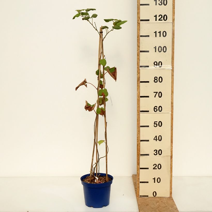 Exemplaar van Gele kiwi - Actinidia deliciosa KiwHappy - mannelijke en vrouwelijke plant in één pot Pot van 4 l/5 l zoals geleverd in de herfst