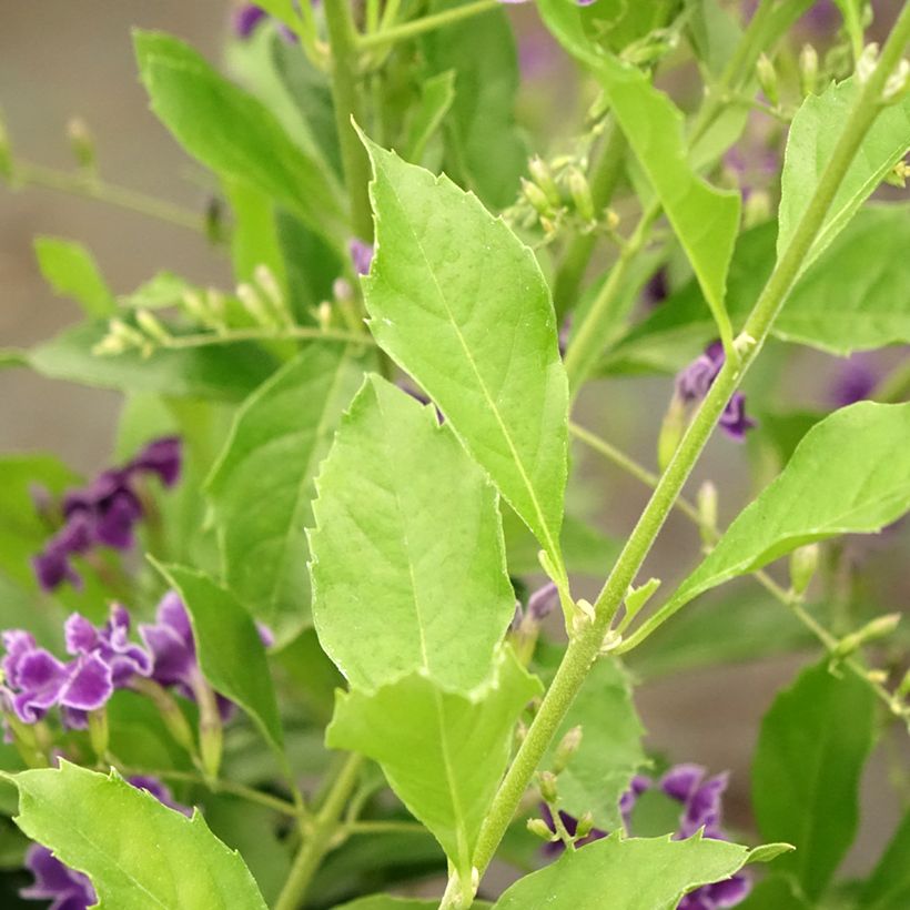 Duranta repens - Stoute jongens (Blad)