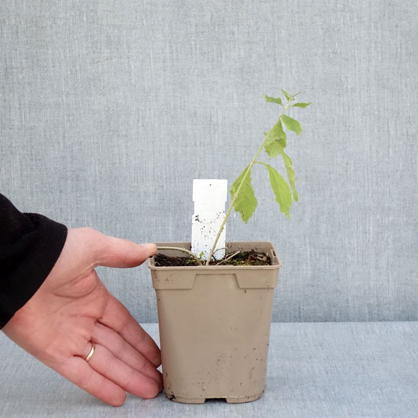 Exemplaar van Duranta repens - Stoute jongens Pot van 1 l/1,5 l zoals geleverd in de lente