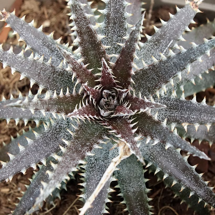 Dyckia Brittle Star - Stekelbromelia (Blad)