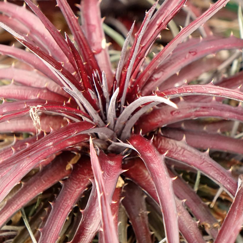 Dyckia Burgundy Ice - Bromelia (Blad)