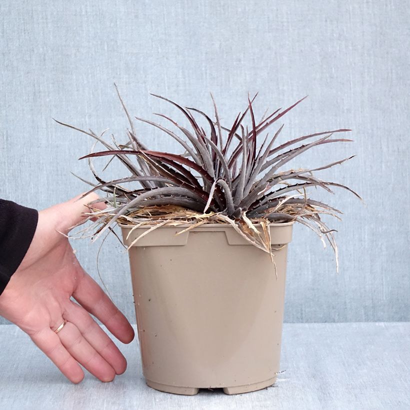 Exemplaar van Dyckia Burgundy Ice - Bromelia Pot van 3 l/4 l zoals geleverd in de herfst