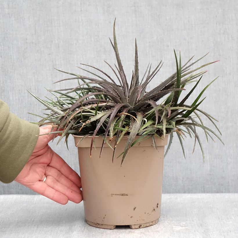 Exemplaar van Dyckia Burgundy Ice - Bromelia Pot van 3 l/4 l zoals geleverd in de winter