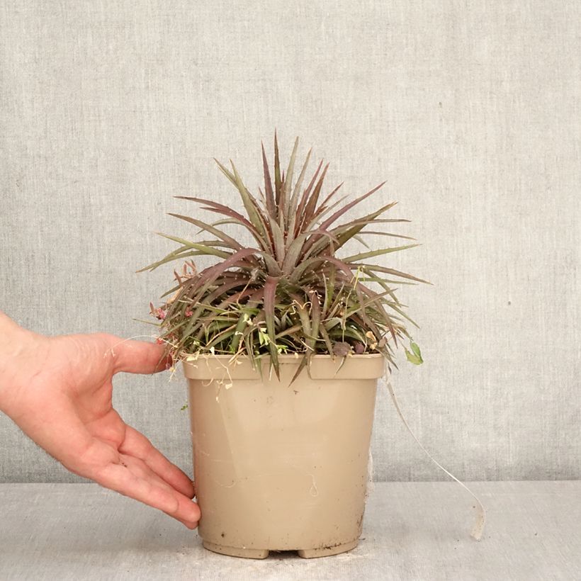 Exemplaar van Dyckia Burgundy Ice - Bromelia Pot van 3 l/4 l zoals geleverd in de lente