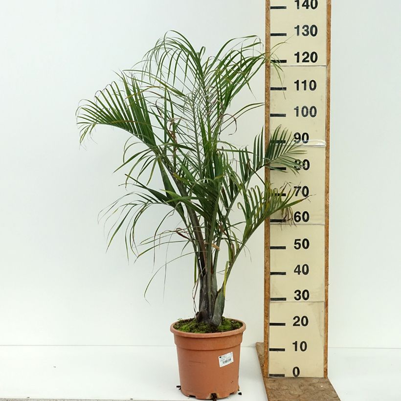 Exemplaar van Dypsis decaryi - Driehoekspalm Pot van 7,5 l/10 l zoals geleverd in de zomer