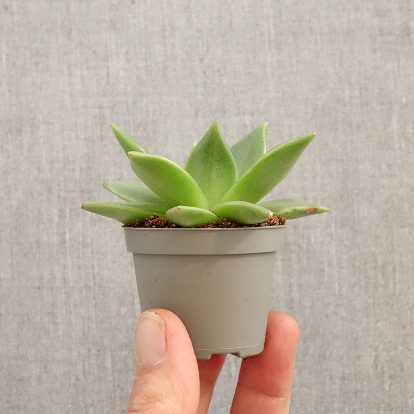 Exemplaar van Echeveria agavoides Mini-kamerplanten zoals geleverd in de lente