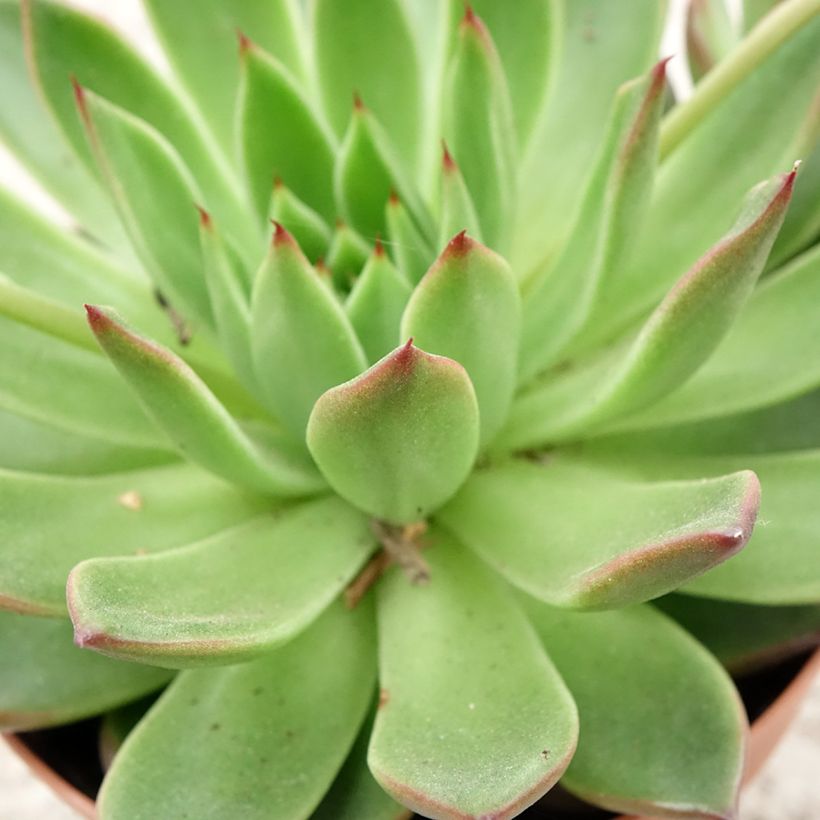 Echeveria agavoides (Blad)