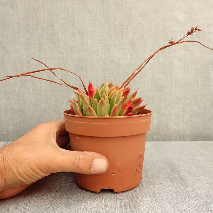 Exemplaar van Echeveria agavoides Pot van 1 l/1,5 l zoals geleverd in de zomer