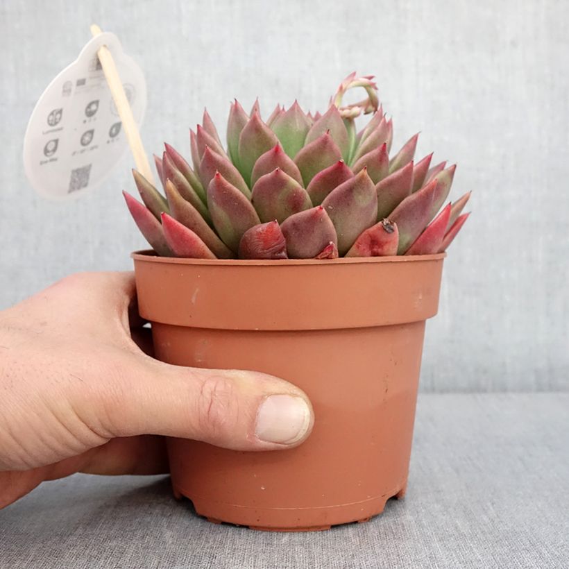 Exemplaar van Echeveria agavoides Pot de 1L/1,5L zoals geleverd in de winter