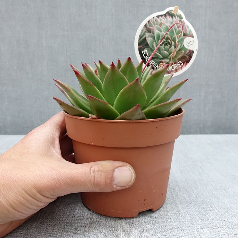Exemplaar van Echeveria agavoides Pot van 1 l/1,5 l zoals geleverd in de lente