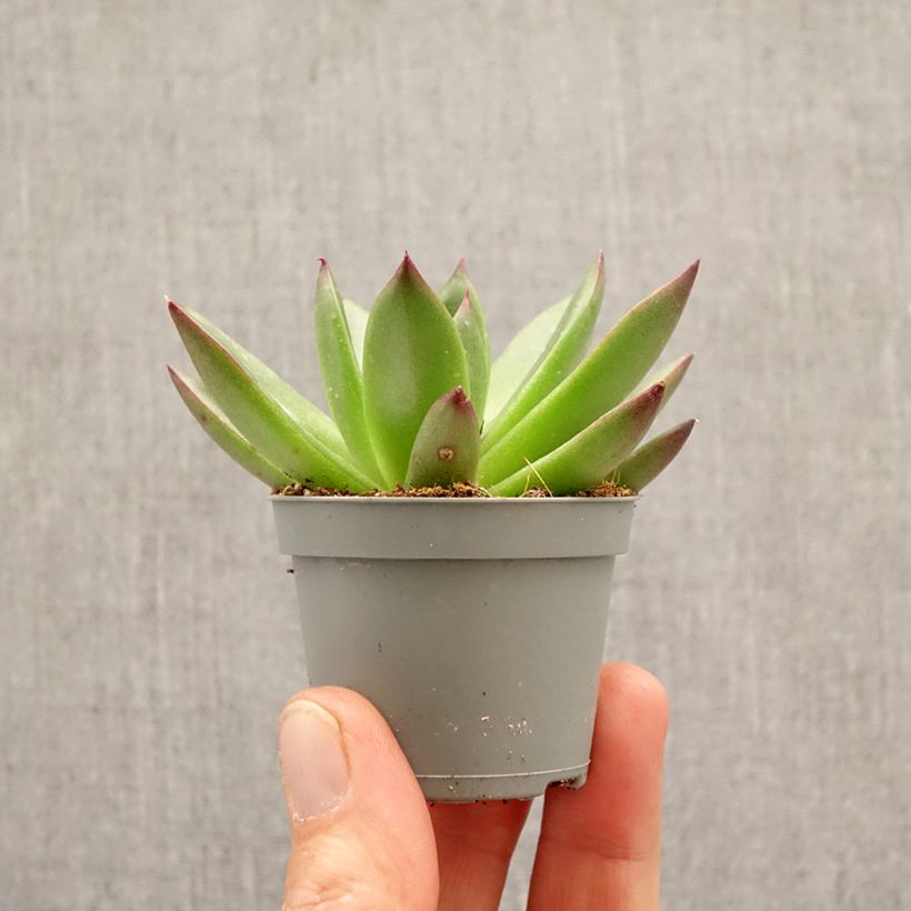 Exemplaar van Echeveria agavoides Red Tip Mini-kamerplanten zoals geleverd in de lente