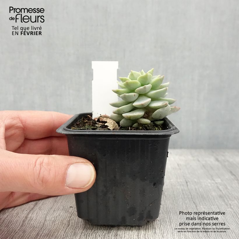 Exemplaar van Echeveria derenbergii  Godet de 8/9 cm zoals geleverd in de winter