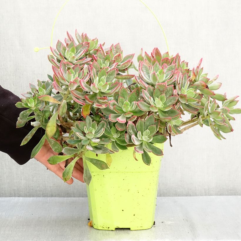 Exemplaar van Echeveria Devotion Pot van 3 l/4 l zoals geleverd in de herfst