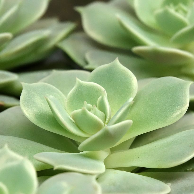 Echeveria Lola (Blad)
