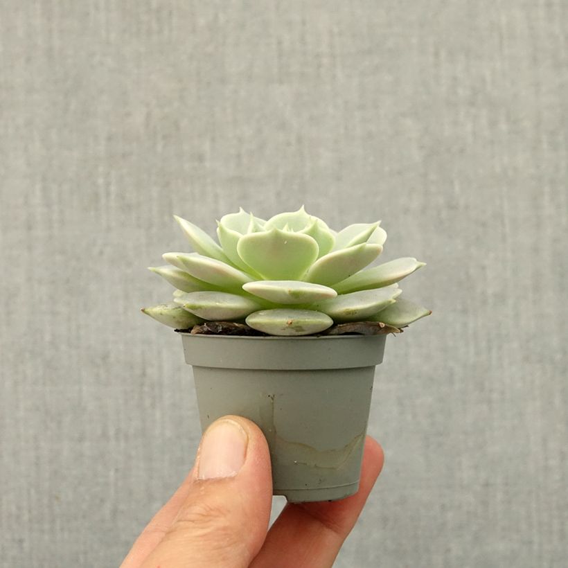Exemplaar van Echeveria Lola Mini-kamerplanten zoals geleverd in de lente