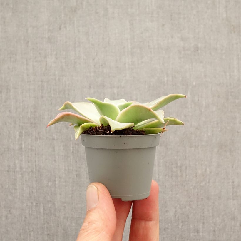 Exemplaar van Echeveria Madiba Mini-kamerplanten zoals geleverd in de lente