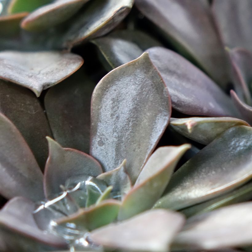Echeveria Nina (Blad)