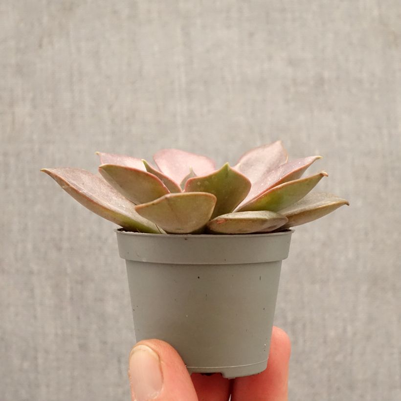 Exemplaar van Echeveria Nina Mini-kamerplanten zoals geleverd in de lente
