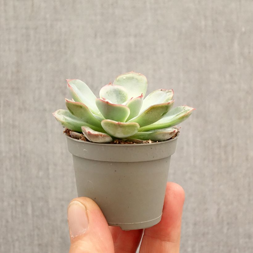 Exemplaar van Echeveria Parva Mini-kamerplanten zoals geleverd in de lente