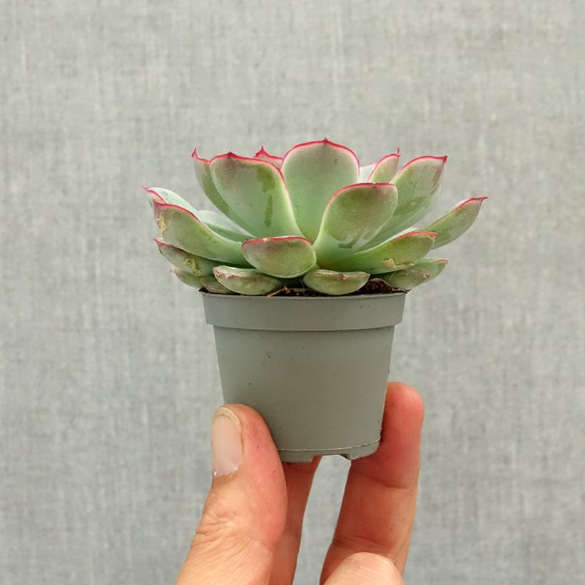 Exemplaar van Echeveria pulidonis Mini-kamerplanten zoals geleverd in de lente