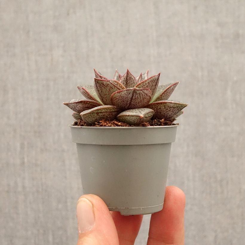 Exemplaar van Echeveria purpusiorum Mini-kamerplanten zoals geleverd in de lente