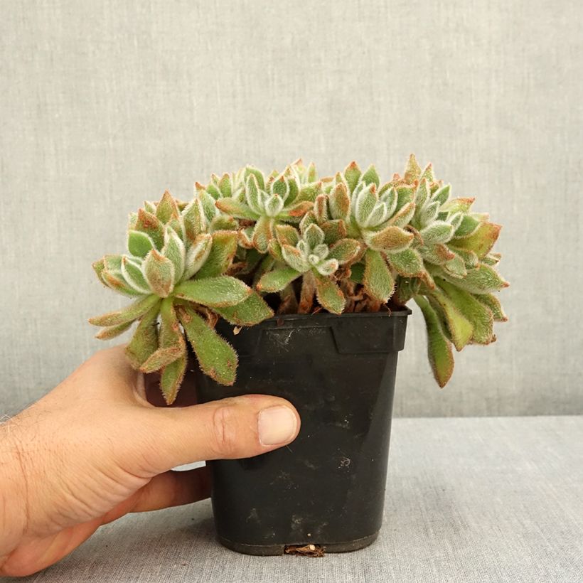 Exemplaar van Echeveria setosa Pot van 1 l/1,5 l zoals geleverd in de zomer