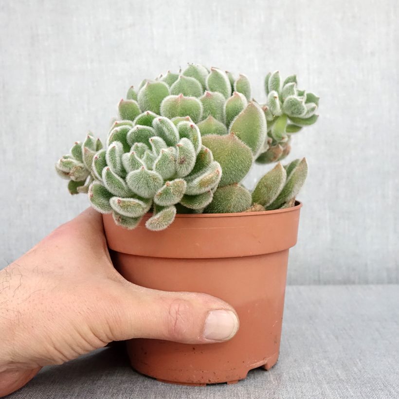 Exemplaar van Echeveria setosa Pot de 1L/1,5L zoals geleverd in de winter