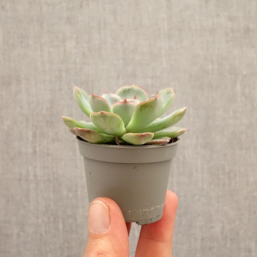 Exemplaar van Echeveria Shira Mini-kamerplanten zoals geleverd in de lente