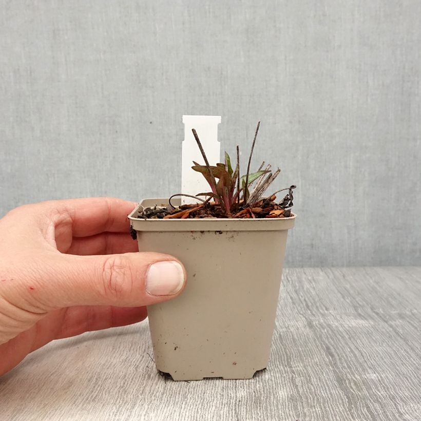 Example of Echinacea Cheyenne Spirit - Rode zonnehoed Kweekpotje van 8/9 cm as you get in printemps