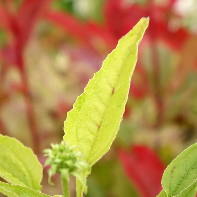 Echinacea Cheyenne Spirit - Rode zonnehoed (Blad)