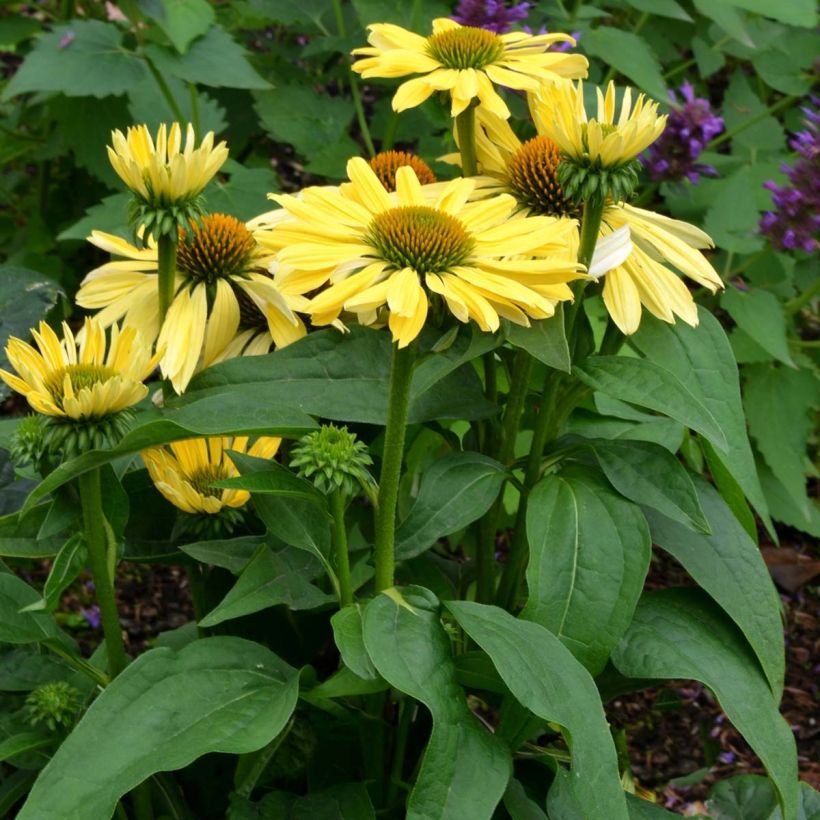 Echinacea purpurea Chiquita - Rode zonnehoed (Groeiplaats)