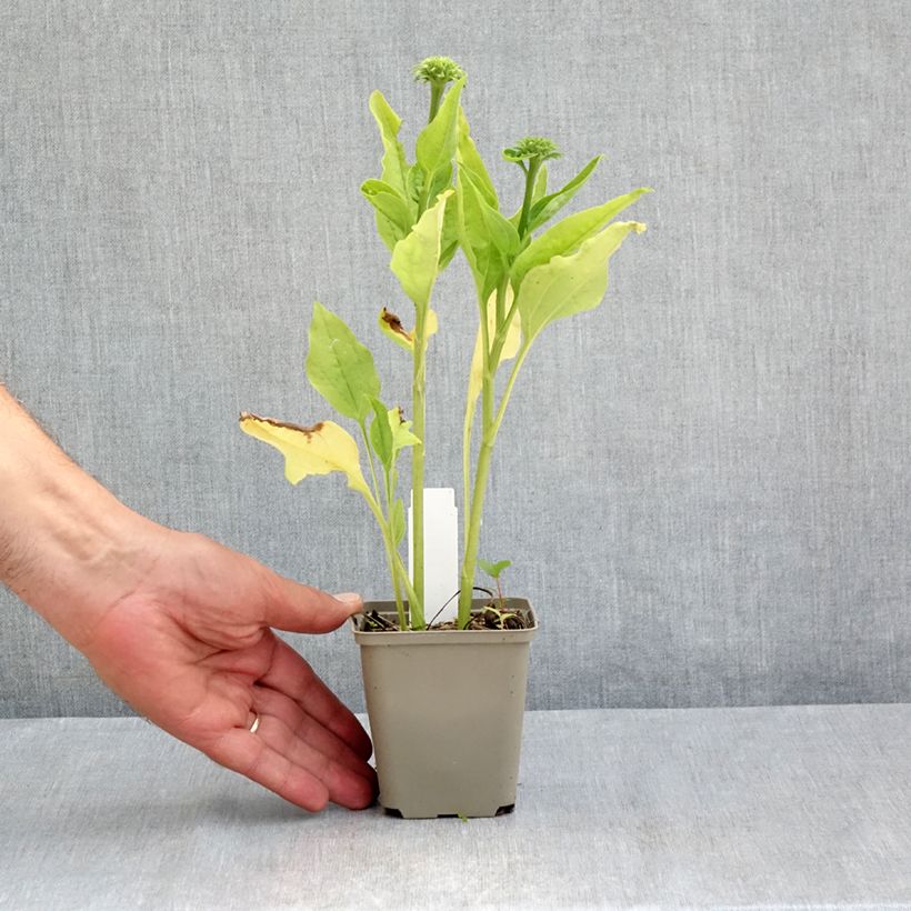 Exemplaar van Echinacea purpurea Chiquita - Rode zonnehoed Kweekpotje van 8/9 cm zoals geleverd in de zomer