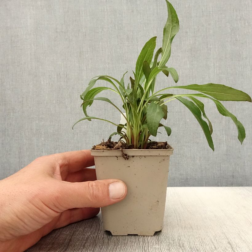 Exemplaar van Echinacea purpurea Colourburst Orange - Rode zonnehoed Kweekpotje van 8/9 cm zoals geleverd in de lente