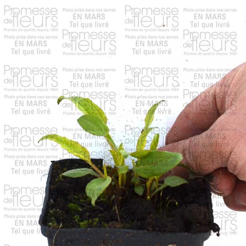 Voorbeeld van een exemplaar van Echinacea purpurea Cranberry Cupcake - Rode zonnehoed Kweekpotje van 8/9 cm zoals geleverd