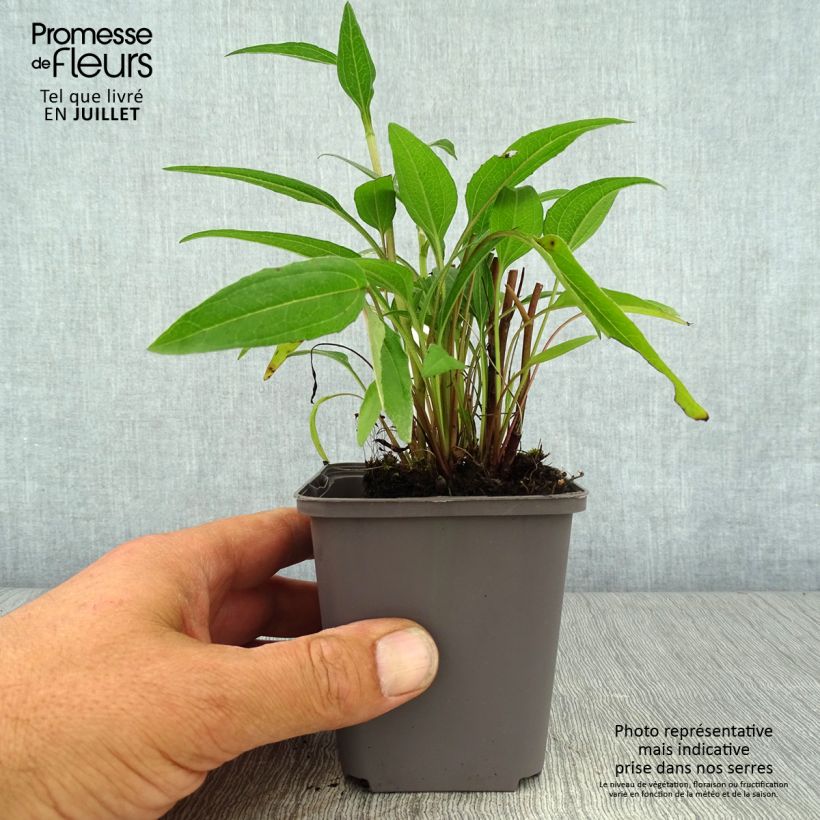 Exemplaar van Echinacea purpurea Dark Shadows Wicked - Rode zonnehoed Kweekpotje van 8/9 cm zoals geleverd in de zomer