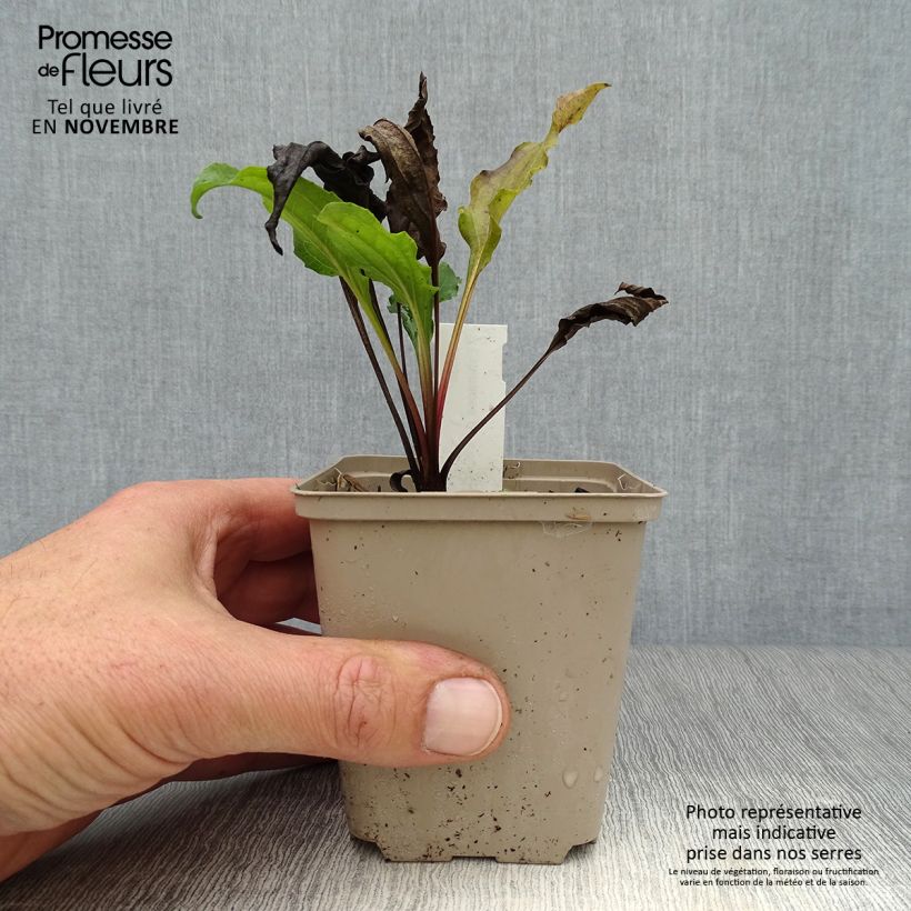 Exemplaar van Echinacea purpurea Eccentric - Rode zonnehoed Kweekpotje van 8/9 cm zoals geleverd in de herfst