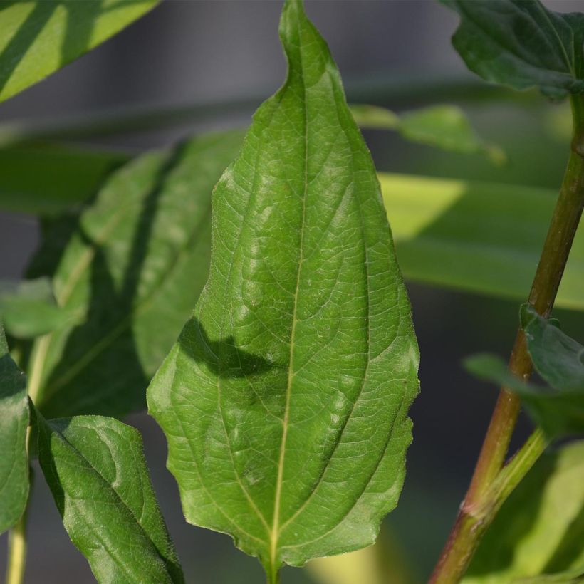 Echinacea purpurea Eccentric - Rode zonnehoed (Blad)