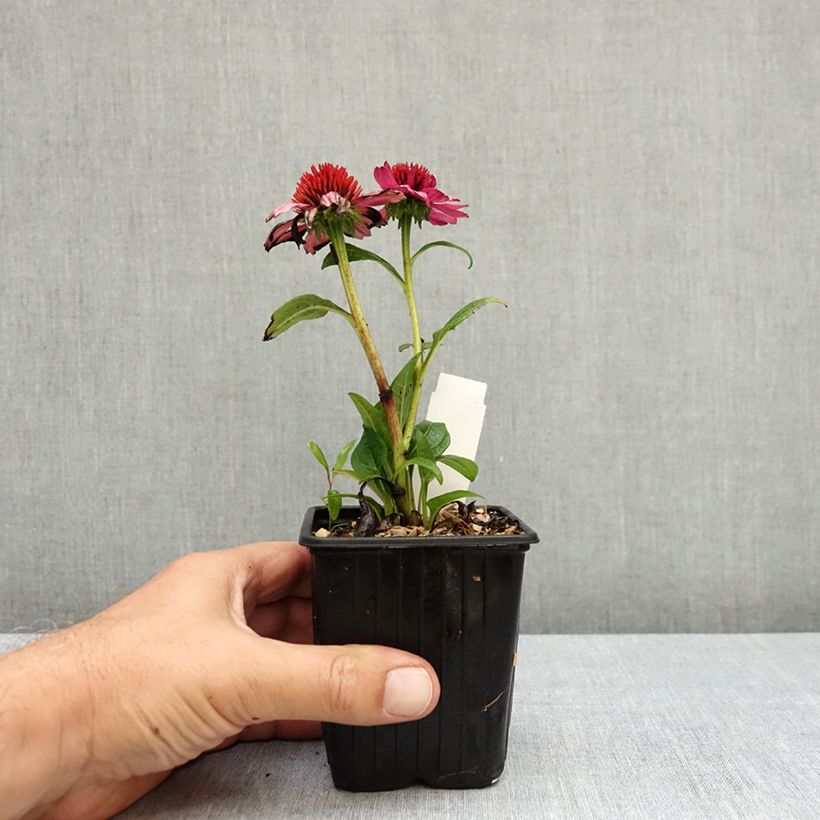 Exemplaar van Echinacea Evolution Colorific - Rode zonnehoed Kweekpotje van 8/9 cm zoals geleverd in de zomer