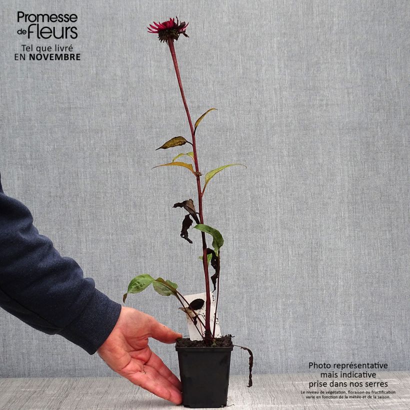 Exemplaar van Echinacea purpurea Fatal Attraction - Rode zonnehoed Kweekpotje van 8/9 cm zoals geleverd in de herfst