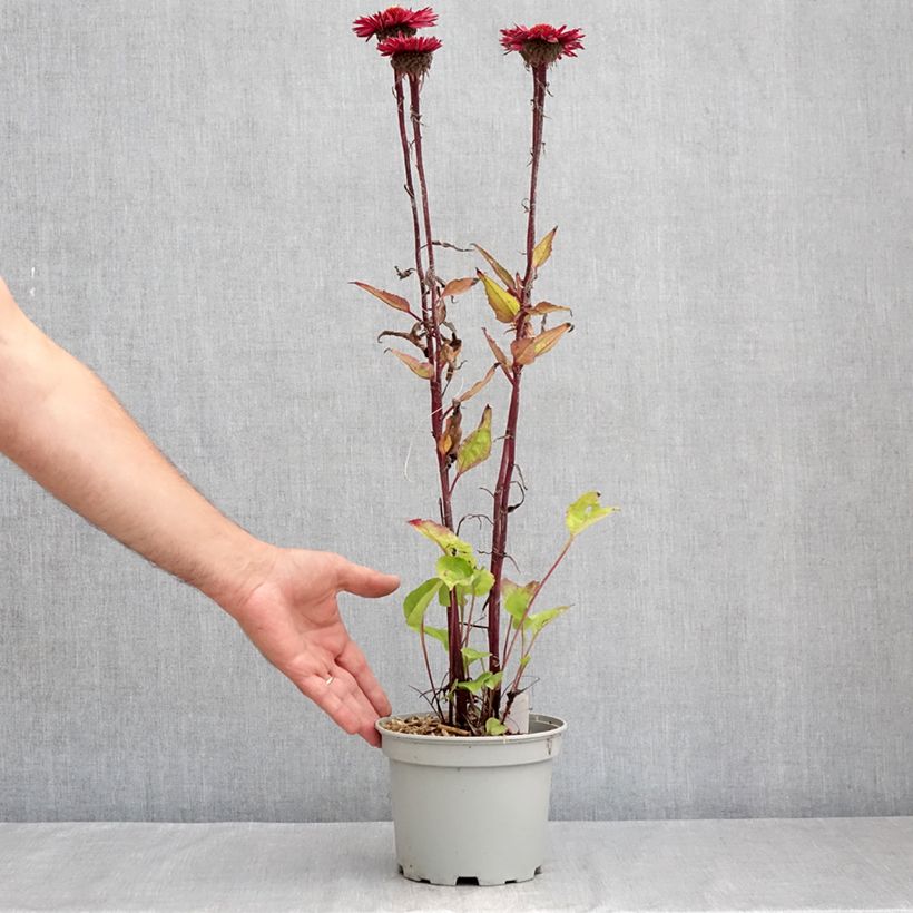 Exemplaar van Echinacea purpurea Fatal Attraction - Rode zonnehoed Pot van 2 l/3 l zoals geleverd in de zomer