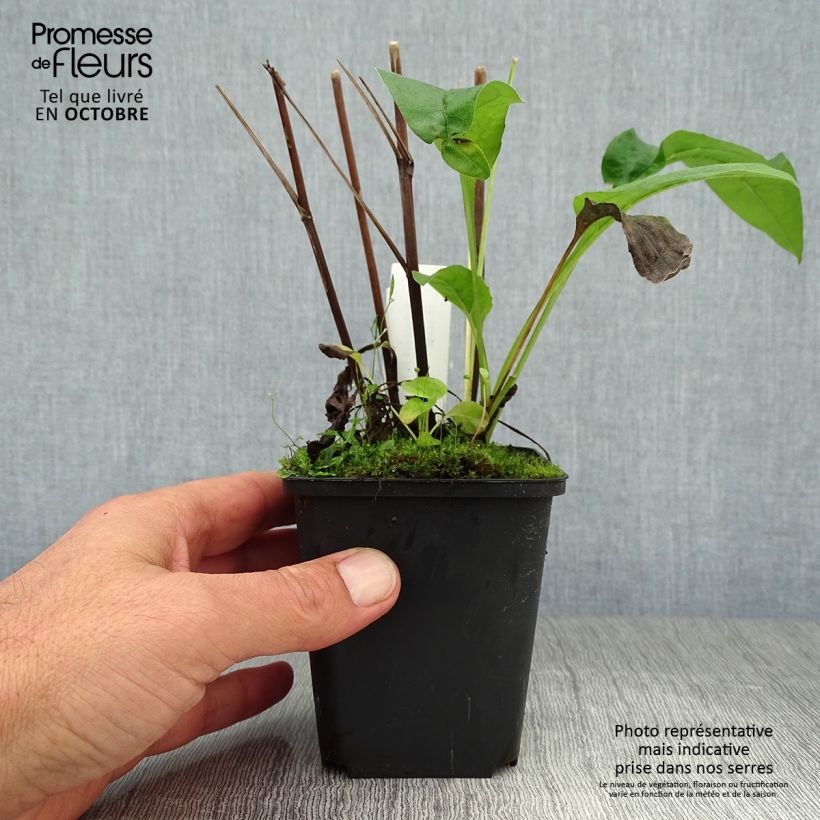 Exemplaar van Echinacea purpurea Fragrant Angel - Rode zonnehoed Kweekpotje van 8/9 cm zoals geleverd in de herfst